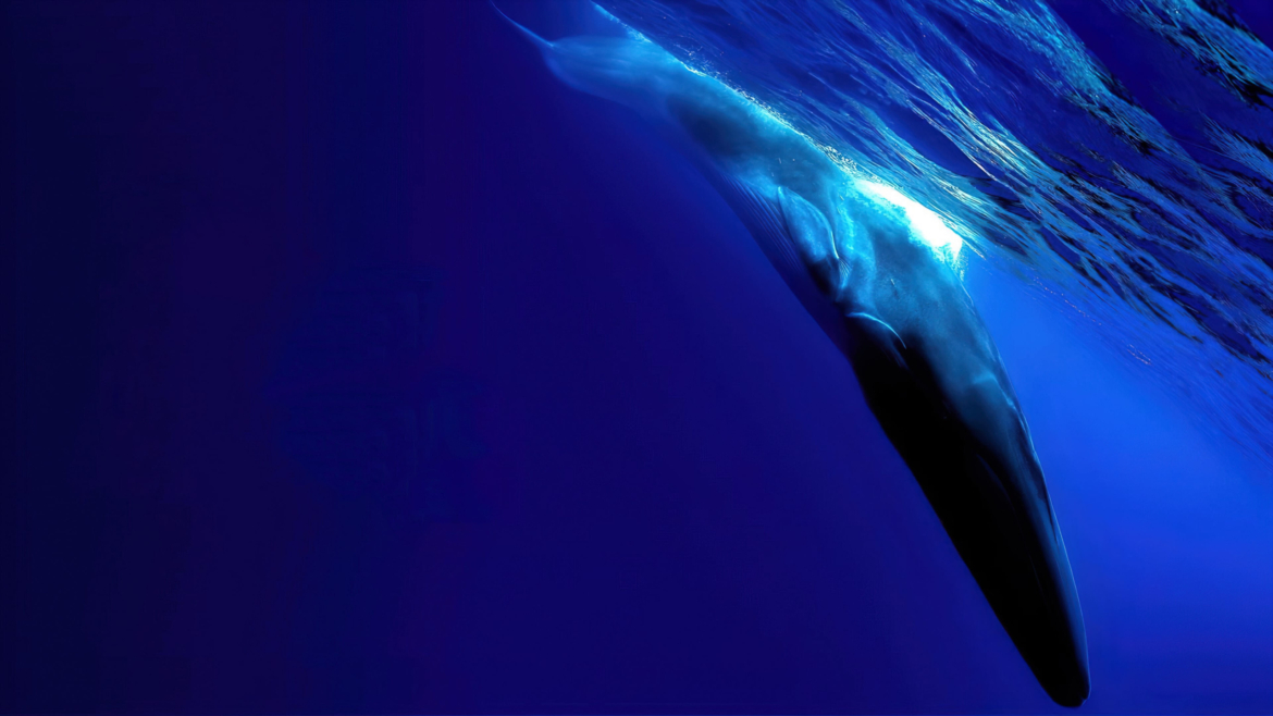The-Loneliest-Whale-The-Search-for-52-1-scaled.jpg